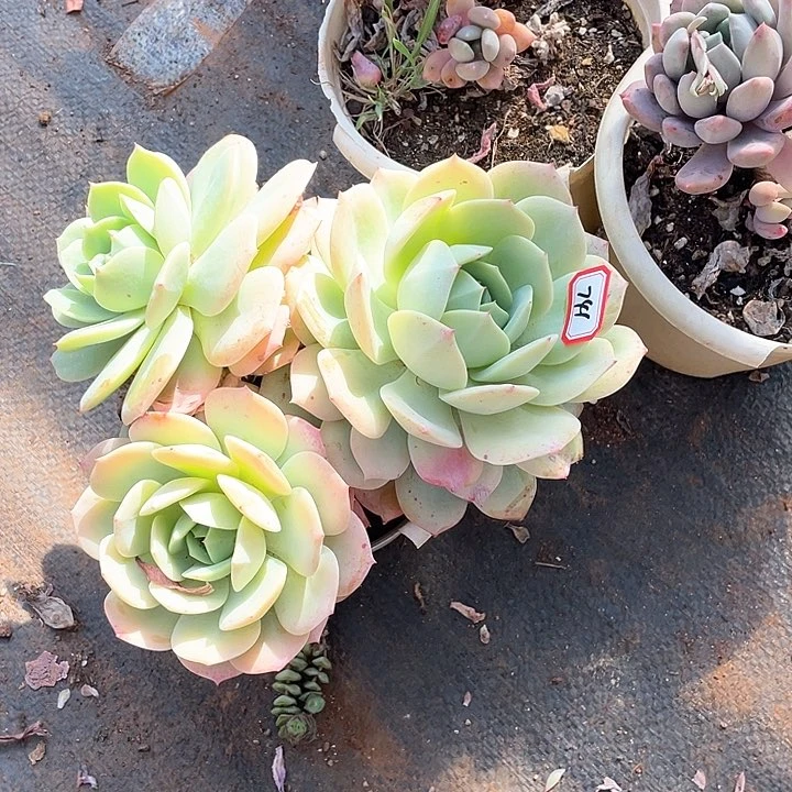 741恋曲 一物一拍多肉