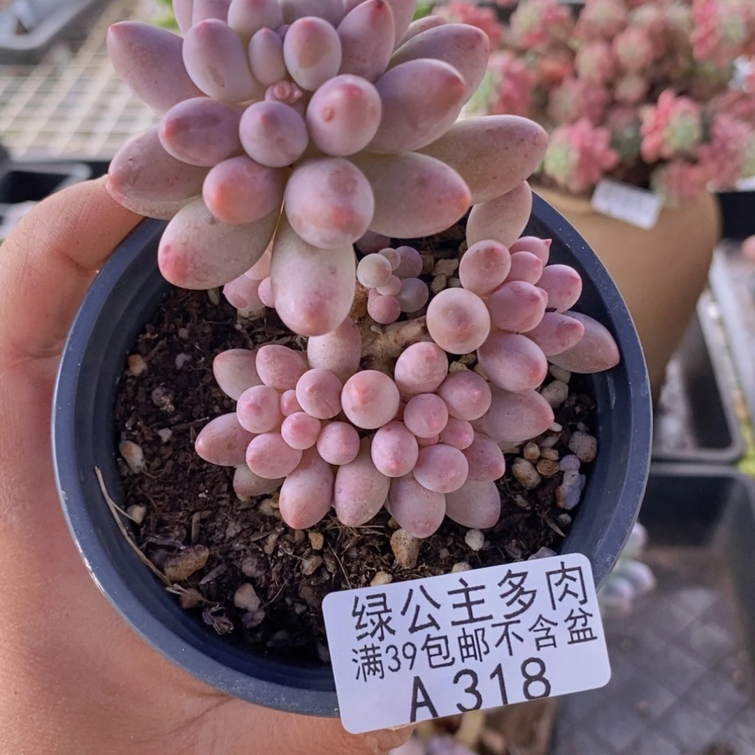 手指奶6cm318多肉植物