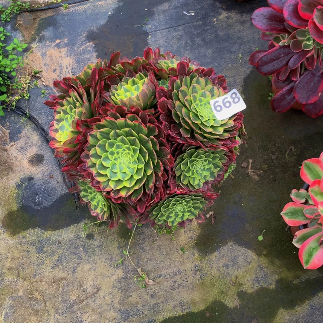 【闪购商品】百*朝霞668000000000