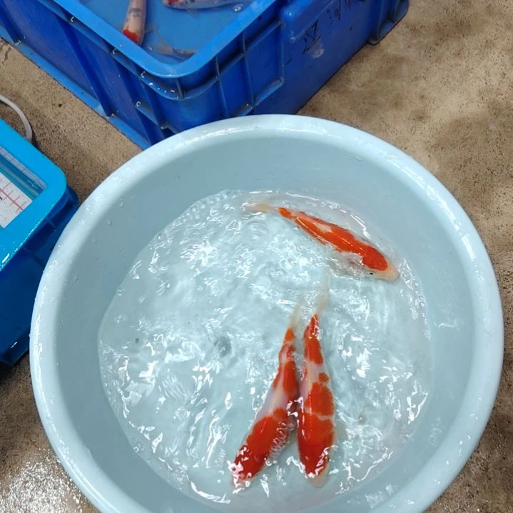 海水顺丰包邮开箱包活1