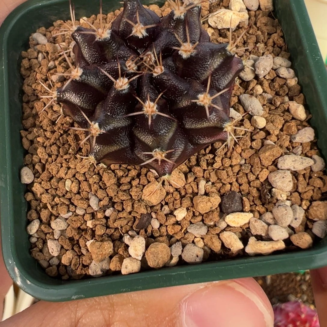 181好看的米哈冲冲冲