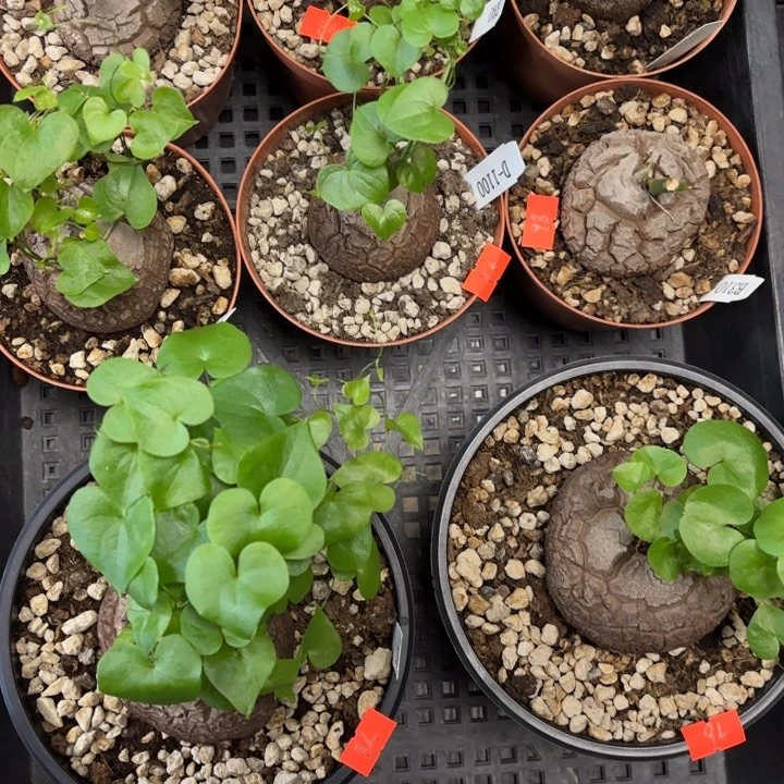 98一颗任意挑龟甲龙不退不换