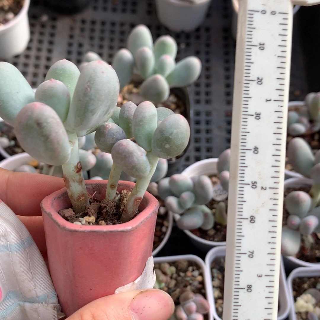 米可奶酪多肉米可奶