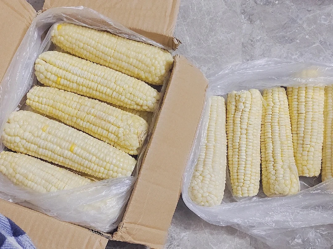 冻玉米/支