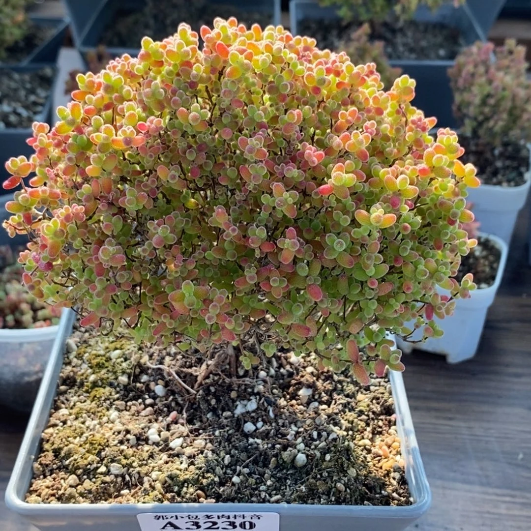 蜜橘糖球3230枝干番杏