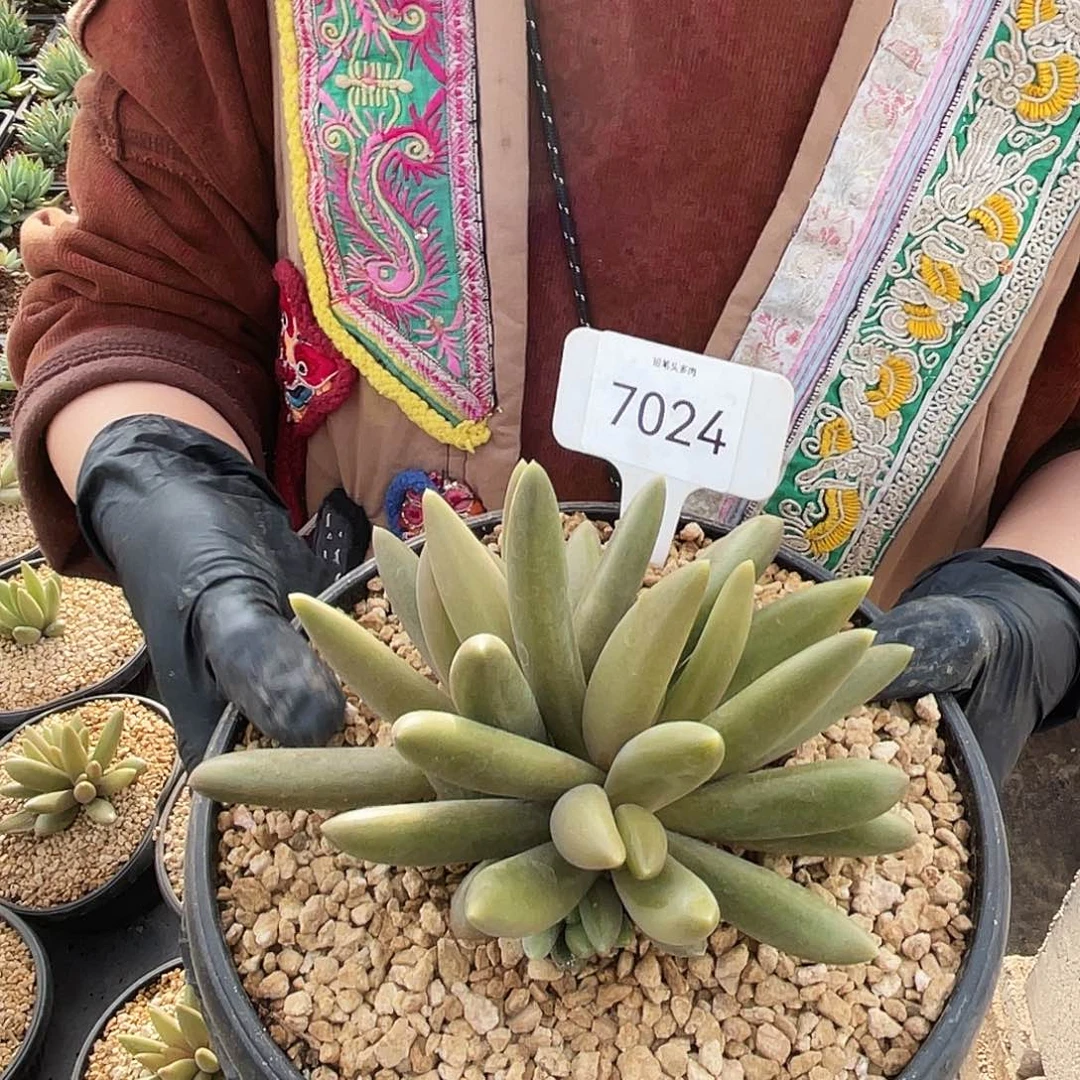 薯条   多肉    7024号