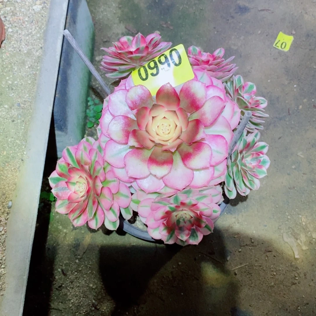 小倾城多肉植物990