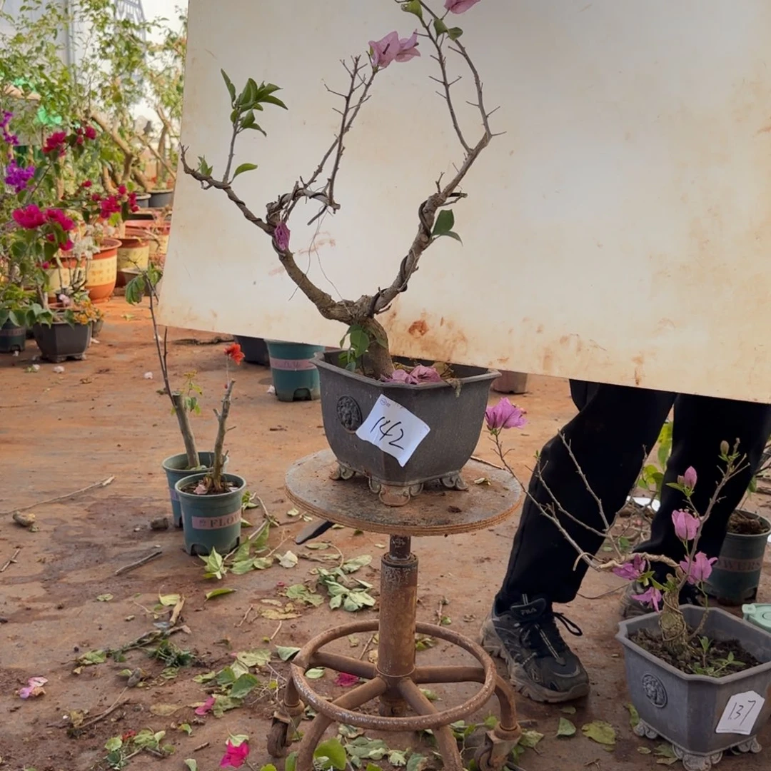 大部分开放少量花苞金夫人 142脱