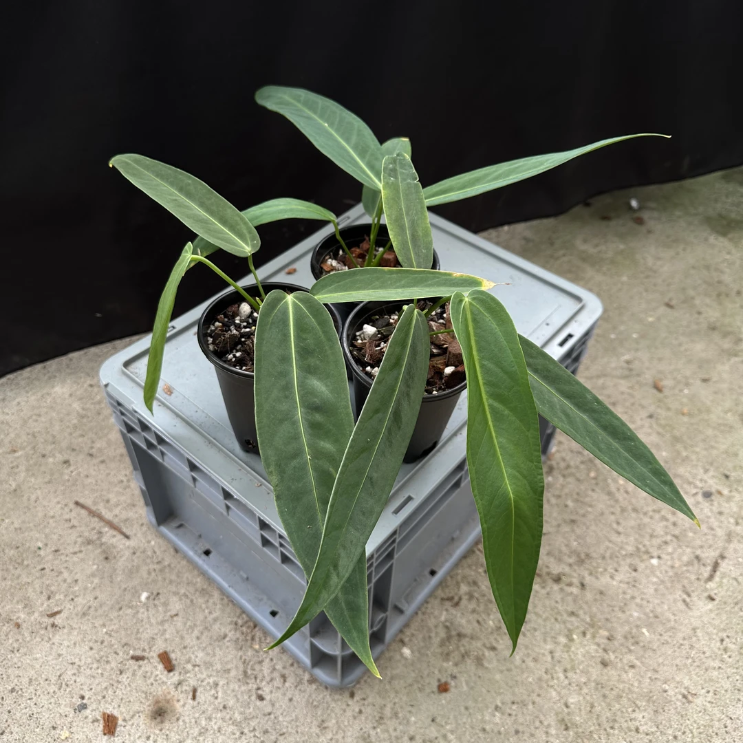 翡翠后随机发 花烛 热植