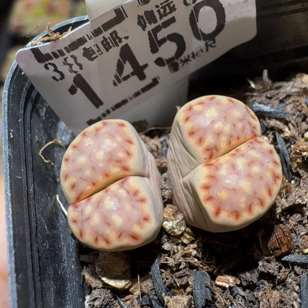 Ssss精品生石花1450