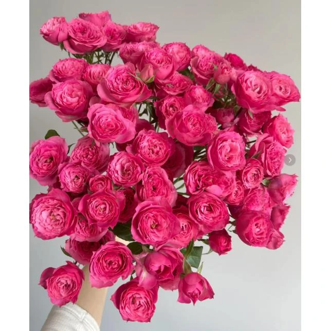 苏菲宝贝--多头玫瑰--气质冷艳 、自然损耗包赔