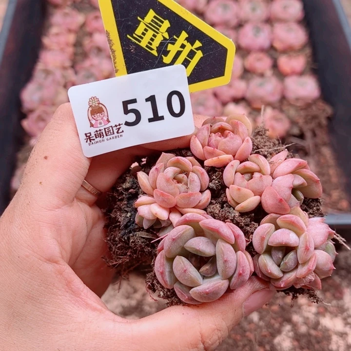 多肉植物多肉植物