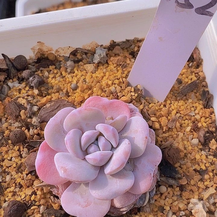 c****l152多肉植物老桩