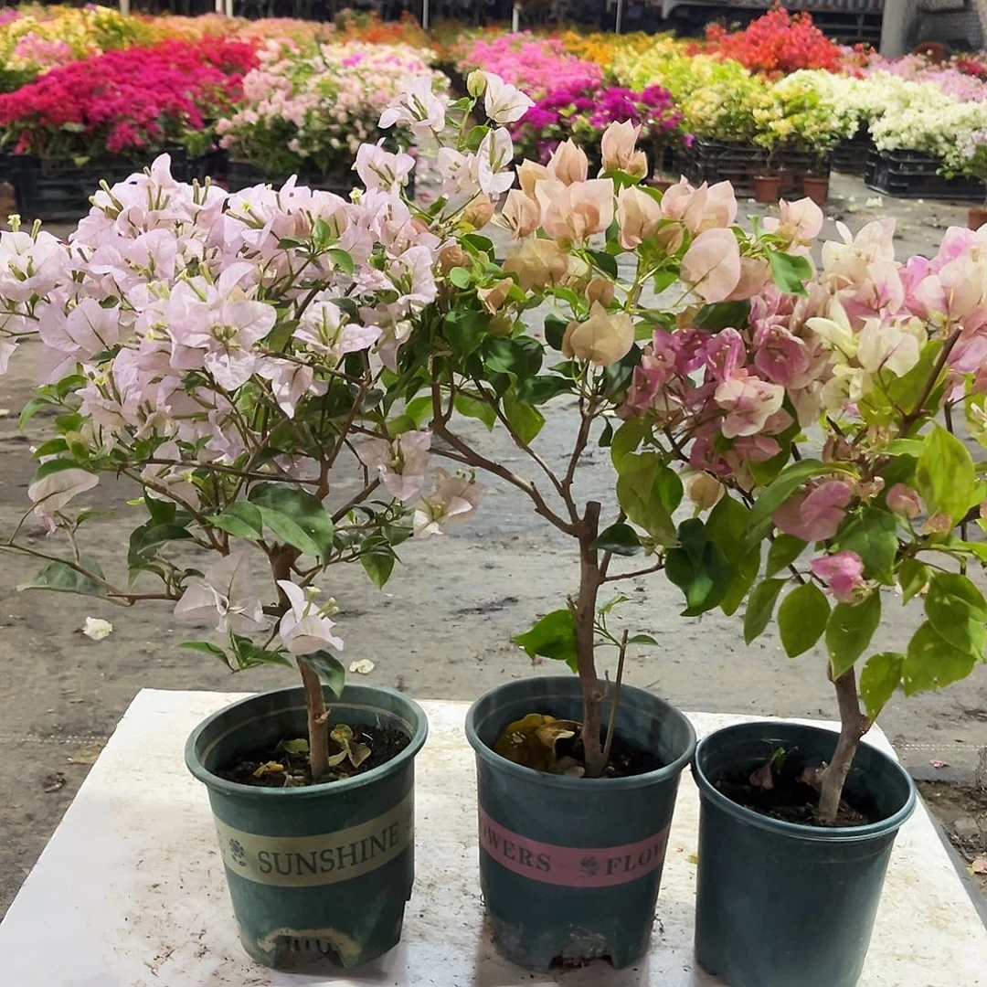 大部分花苞少量开放苹果花，暗丽，广红樱