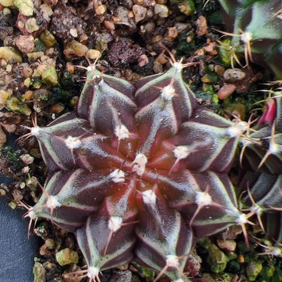当前无花栽培后可以开花