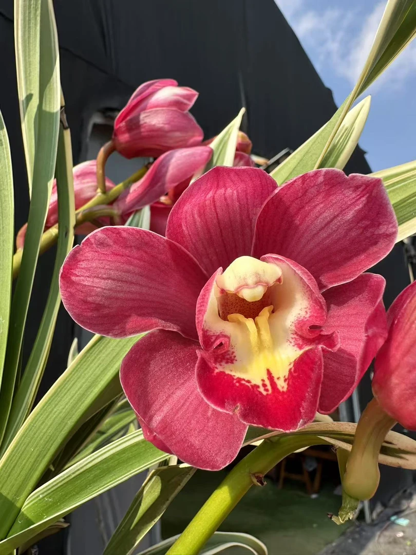 大花蕙兰【金边大红袍】4-5苗发货  带线叶