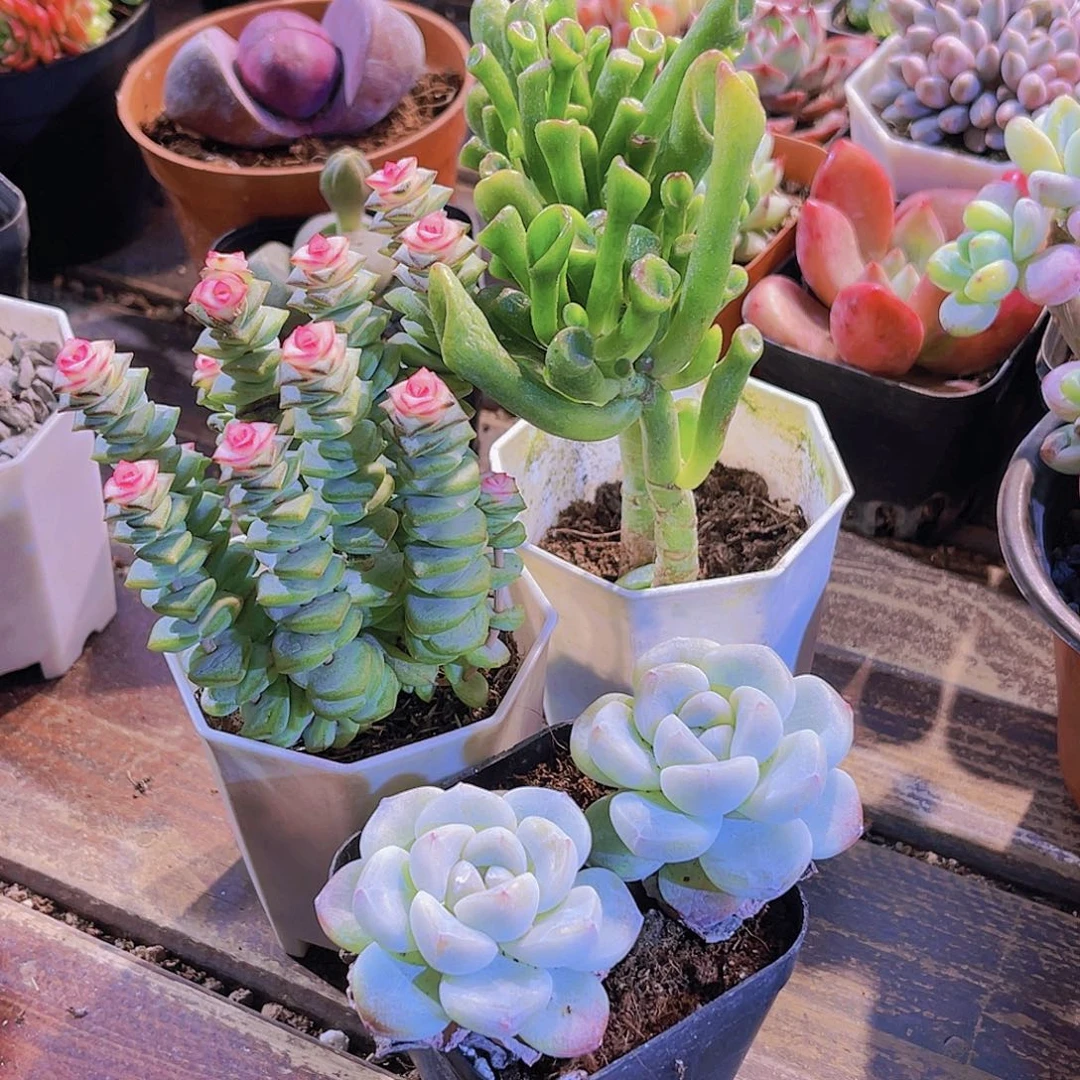 钱多锦俩盆。吸财树。冰玉多头