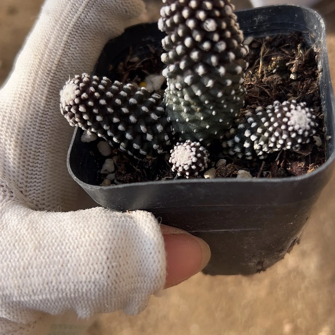 杜呃呃呃呃呃呃呃呃呃呃呃呃