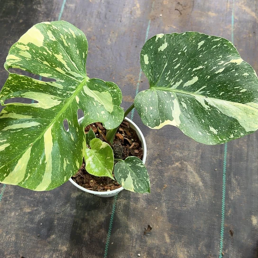 无花朵C***G个体洒金底座A20