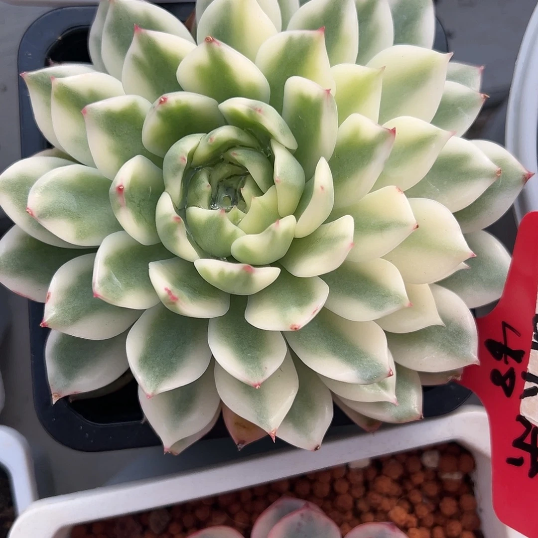 冰岛长茶锦多肉植物