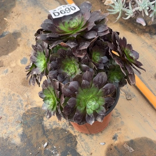 690黑魔法师不包断枝