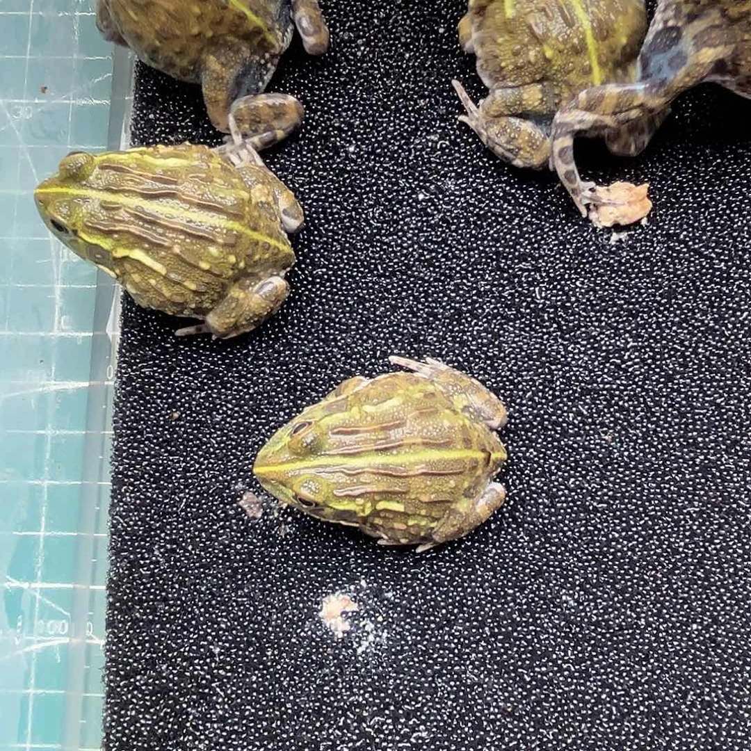 河***鱼角蛙5只非洲牛蛙闪拍