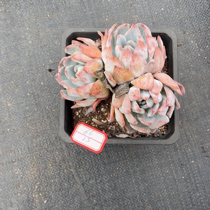6***6星影多肉植物，，，，，，