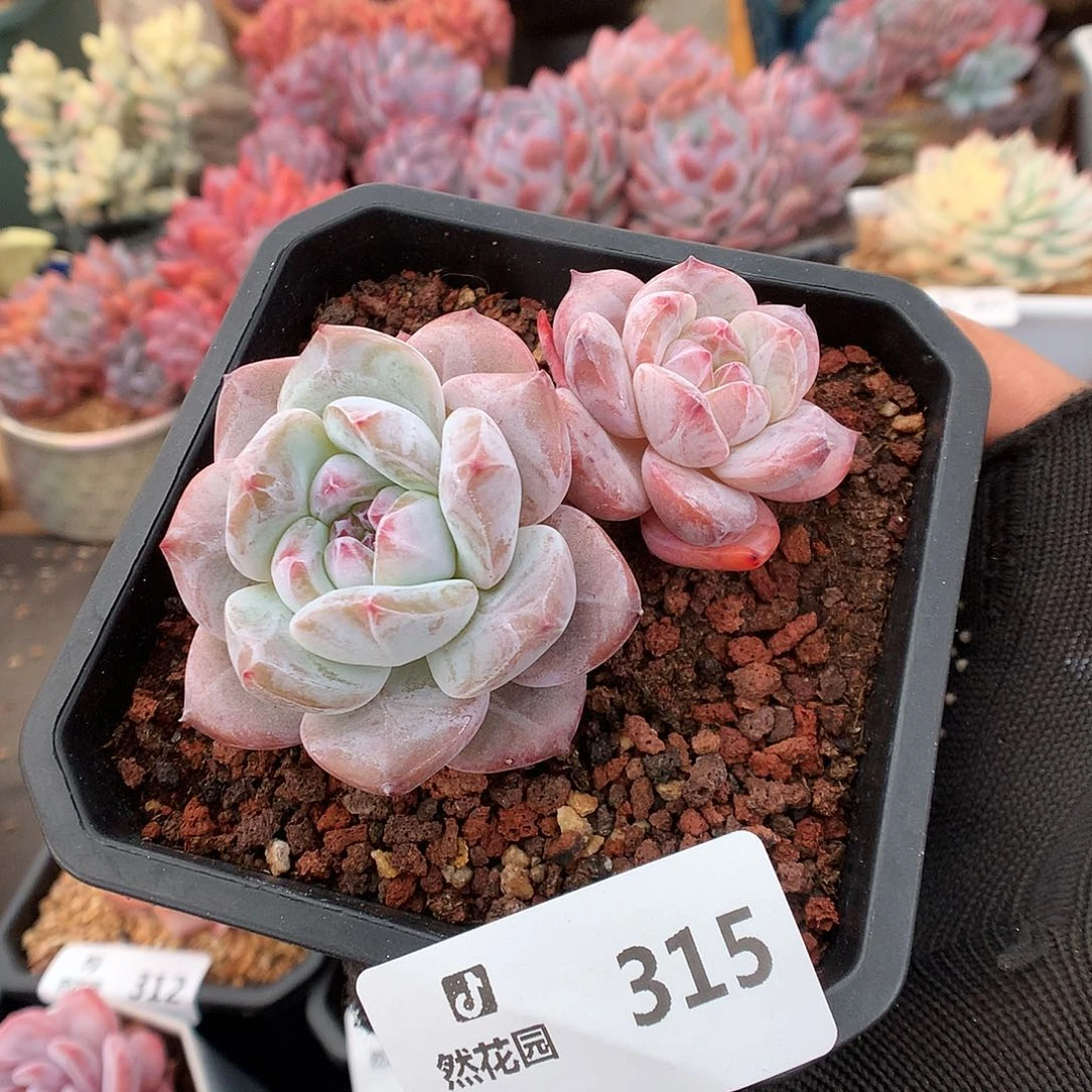 315星影多肉植物6666
