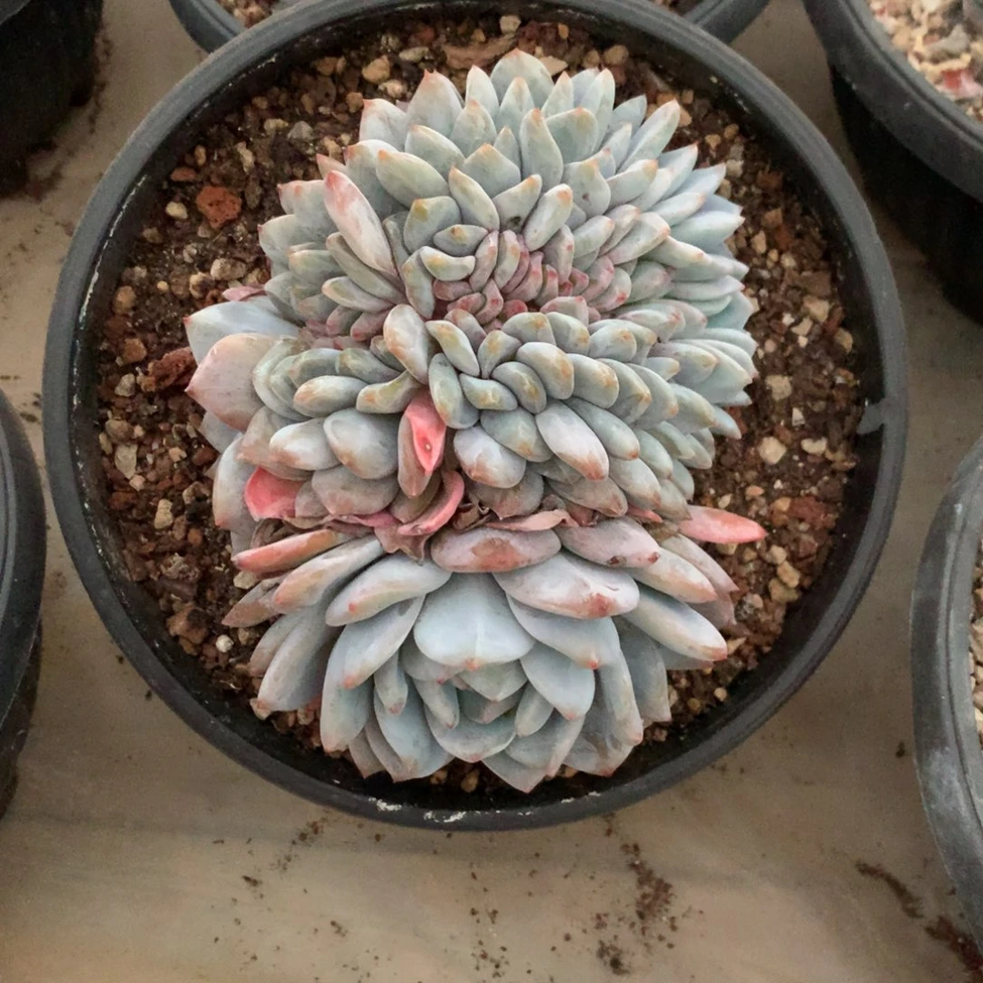 石榴籽缀化花花花