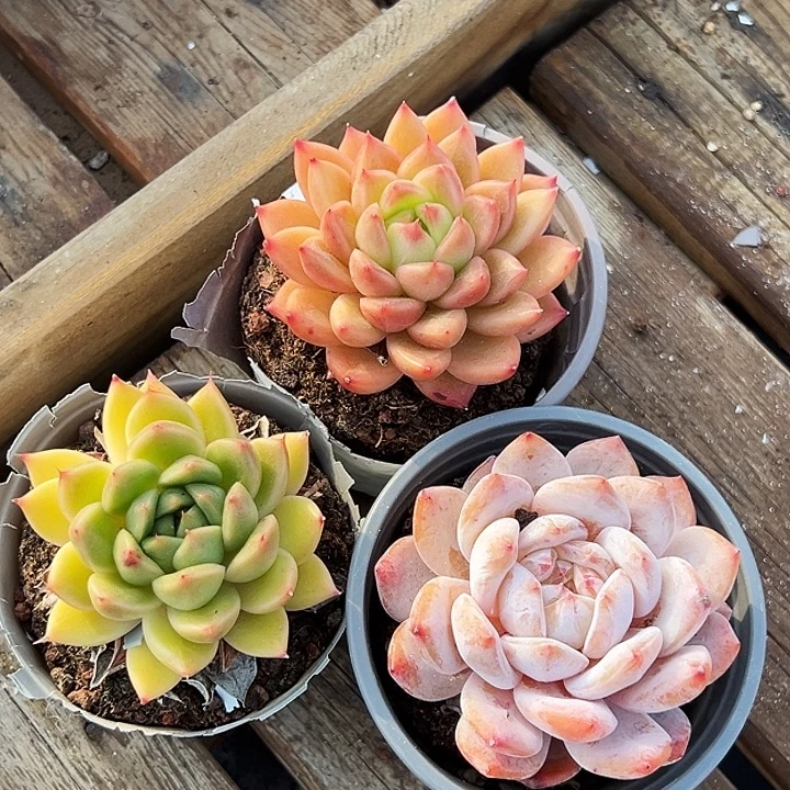 单头星空珍妮，单头春春珍妮，单头雪天使