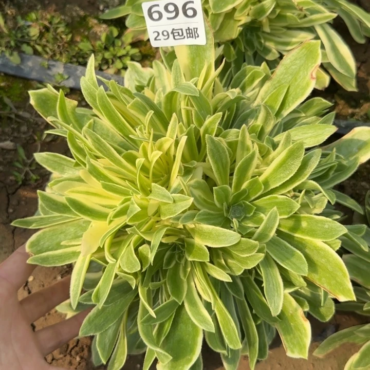 艳凝……多肉植物……