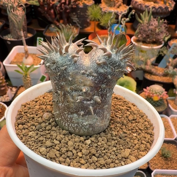 慧比大黑766 仙人球