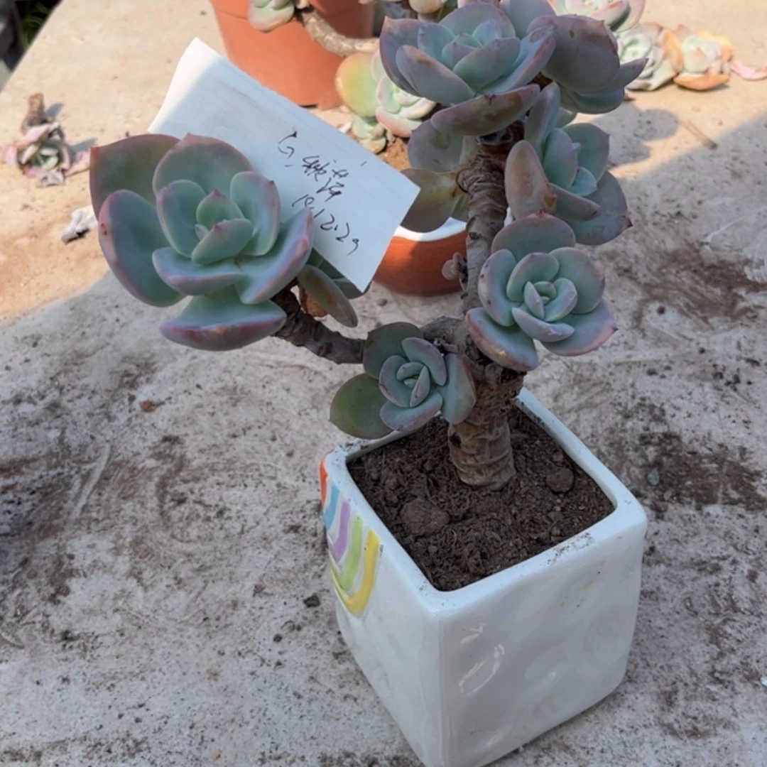 【闪购商品】无花朵G**✨