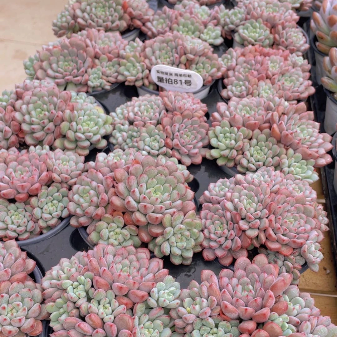 量拍81号雪桃母本大群生6头起一个