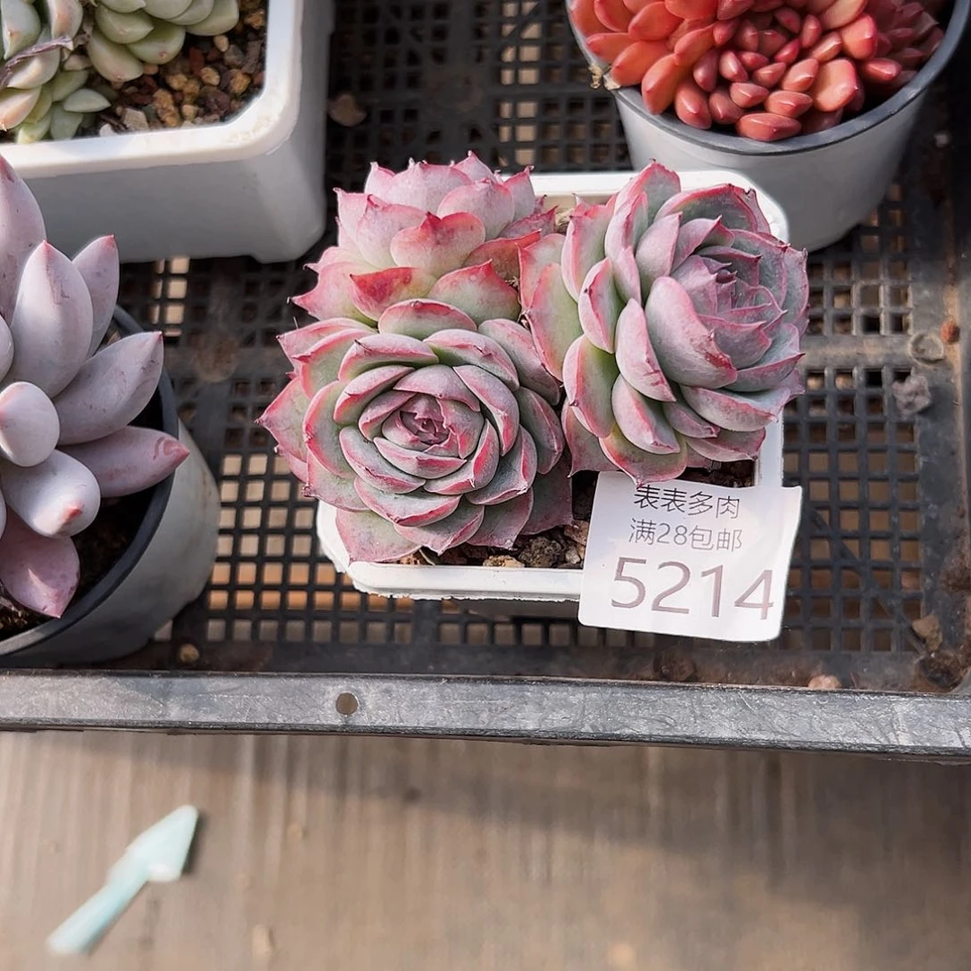 9号琳我们的确是5214