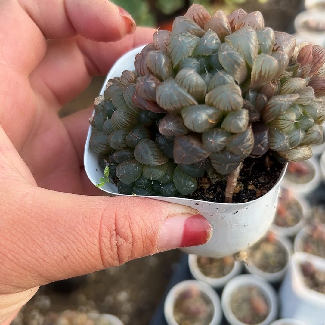 多肉植物多肉植物