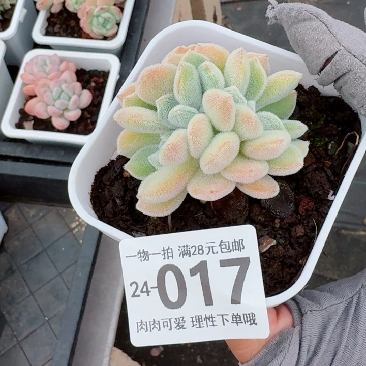 雪晃星缀化无盆土发货无