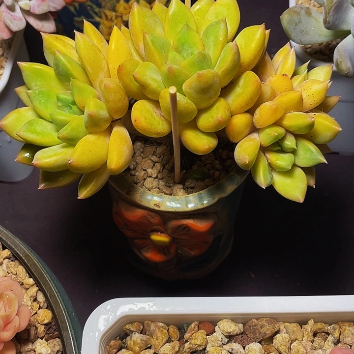 澜***澜多肉植物寄养象牙