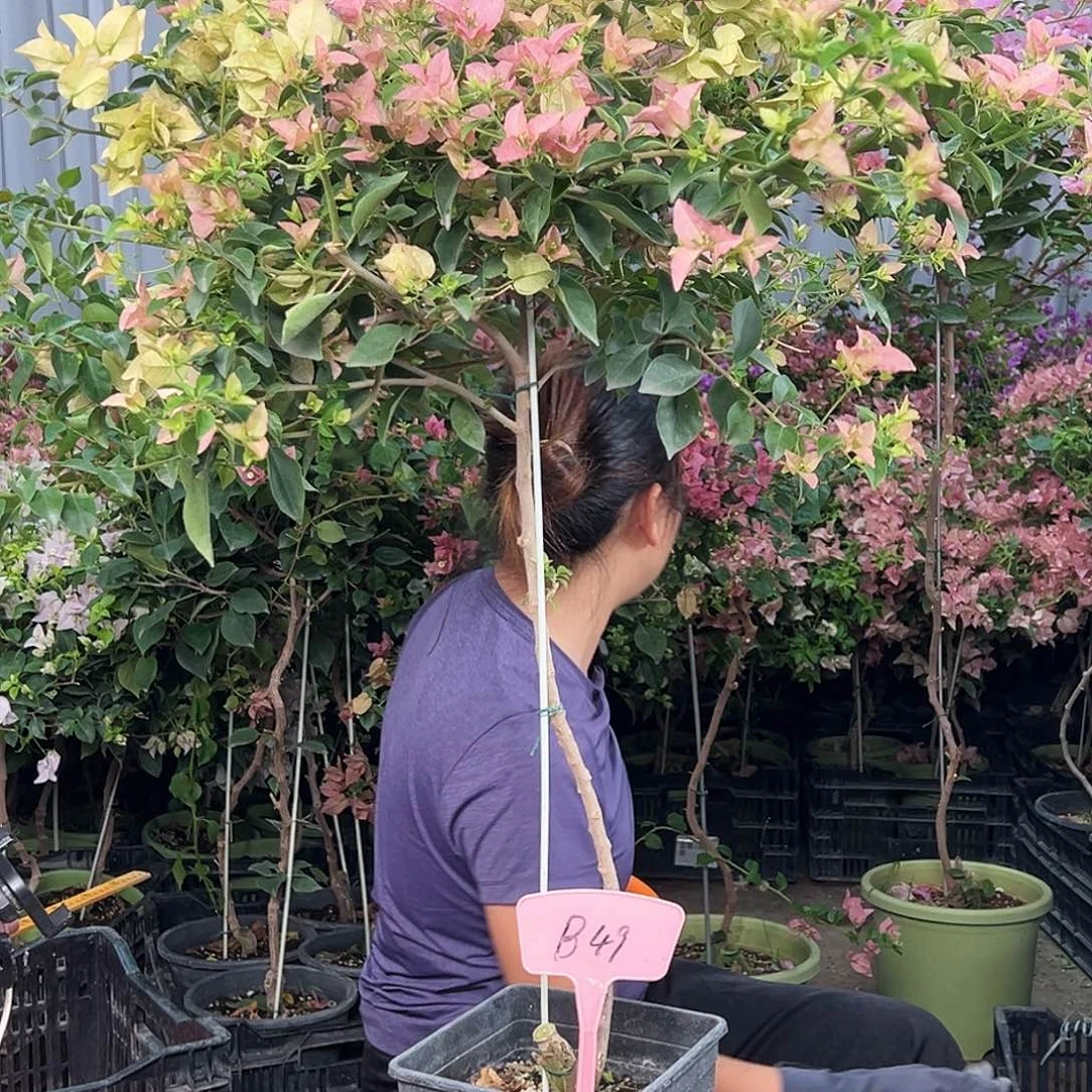 暖***酱大部分花苞少量开放B49卡亚塔