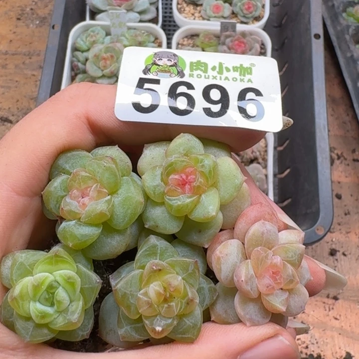多肉植物多肉植物