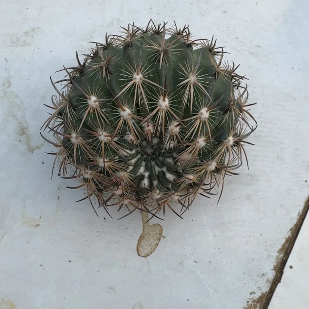 【闪购商品】无花朵自根虎爪玉