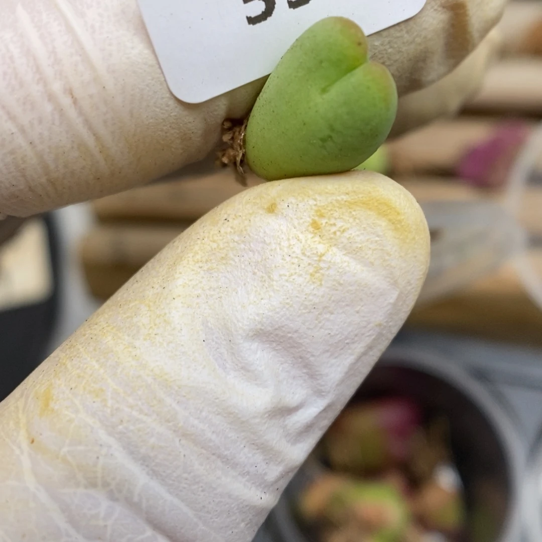 多肉植物肉锥杂交K-537 福利