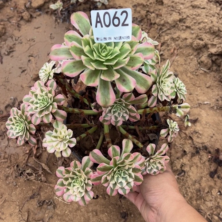 祝绒多肉植物062.
