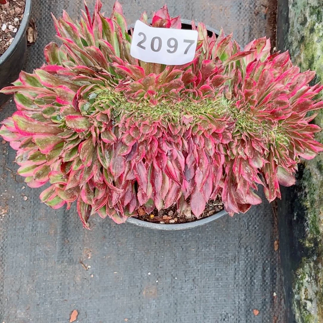 饅*紫薇缀多肉发货发货