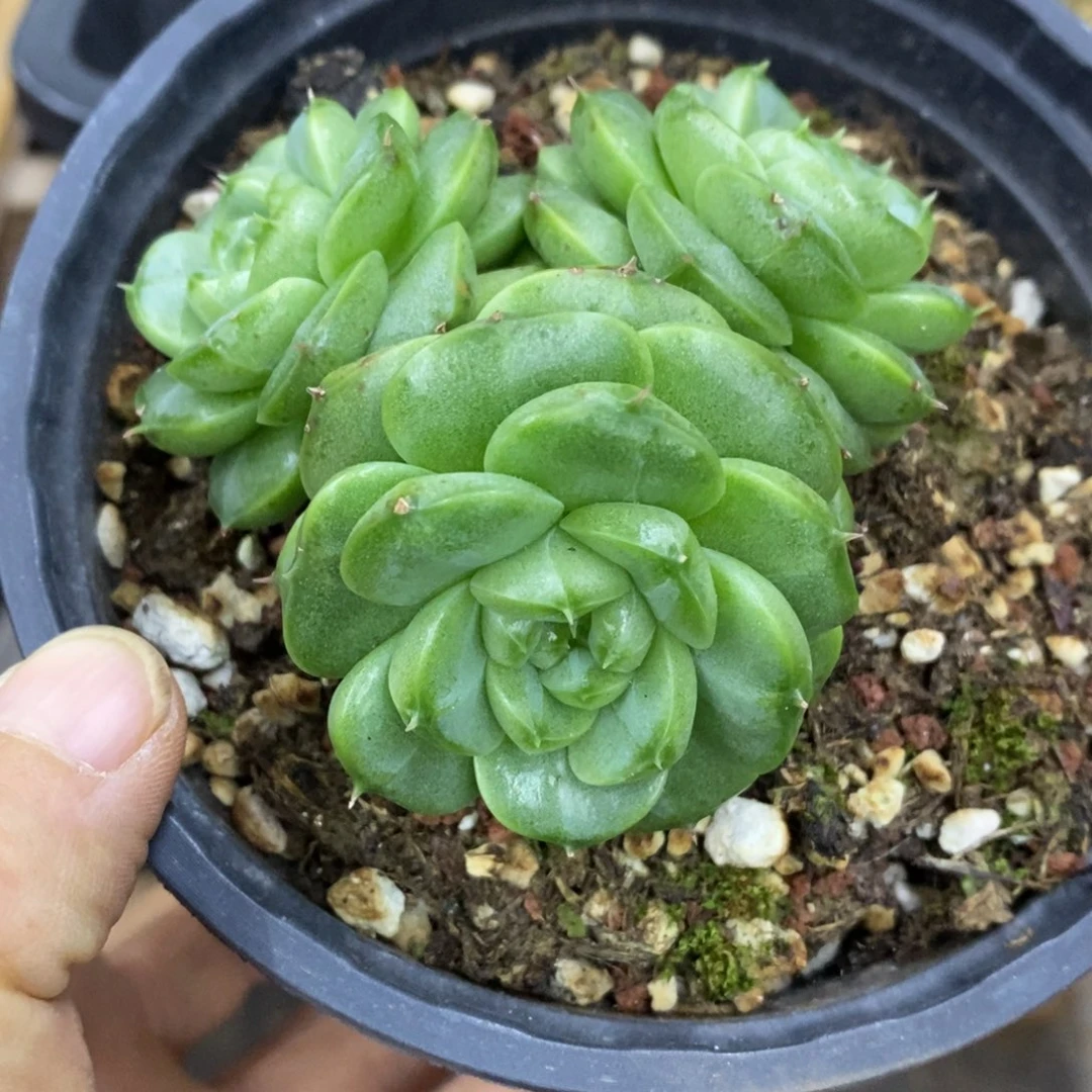 精品多肉一物一拍不包整248