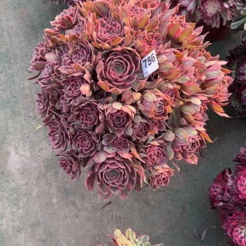 零756浣沙手捧多肉，