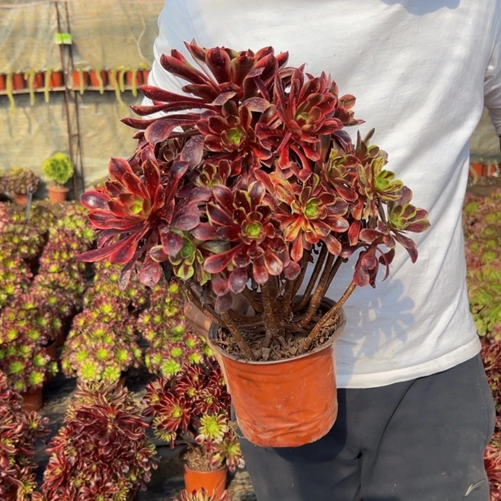 18.8欧嘉莉一棵杆子歪