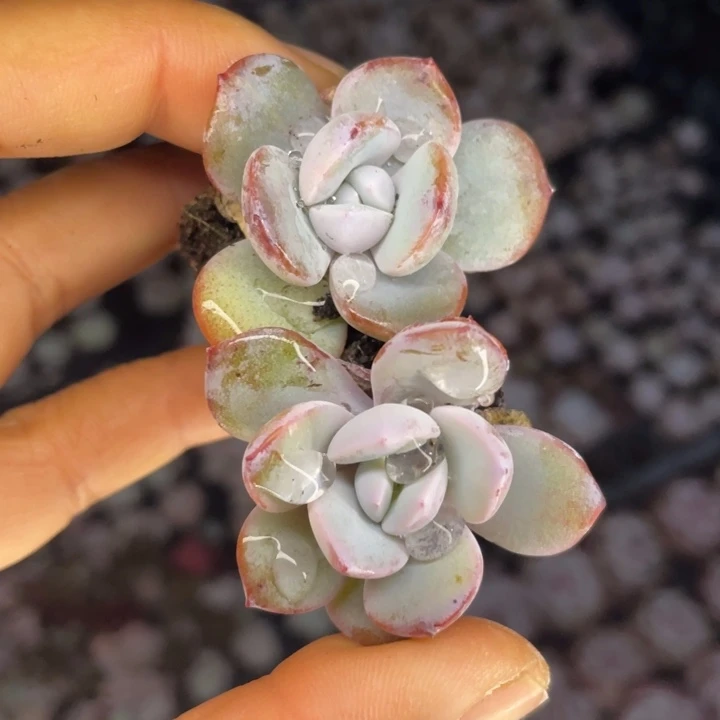 奶茶发3颗满18包邮