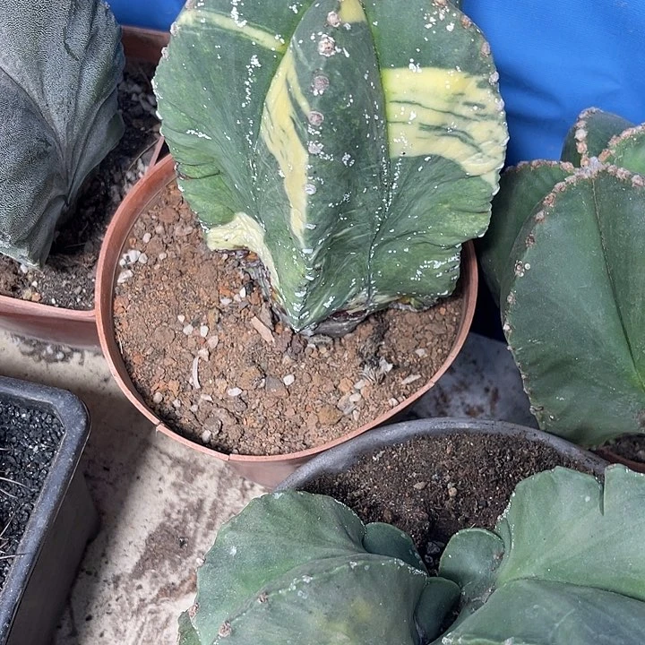 仙人球开花仙人球上