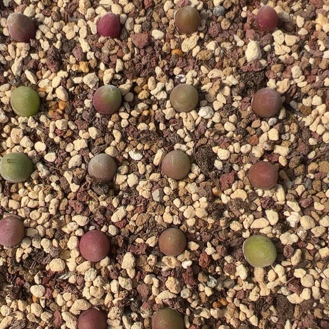 0000量拍园艺宝辉1颗尺寸0.6很小